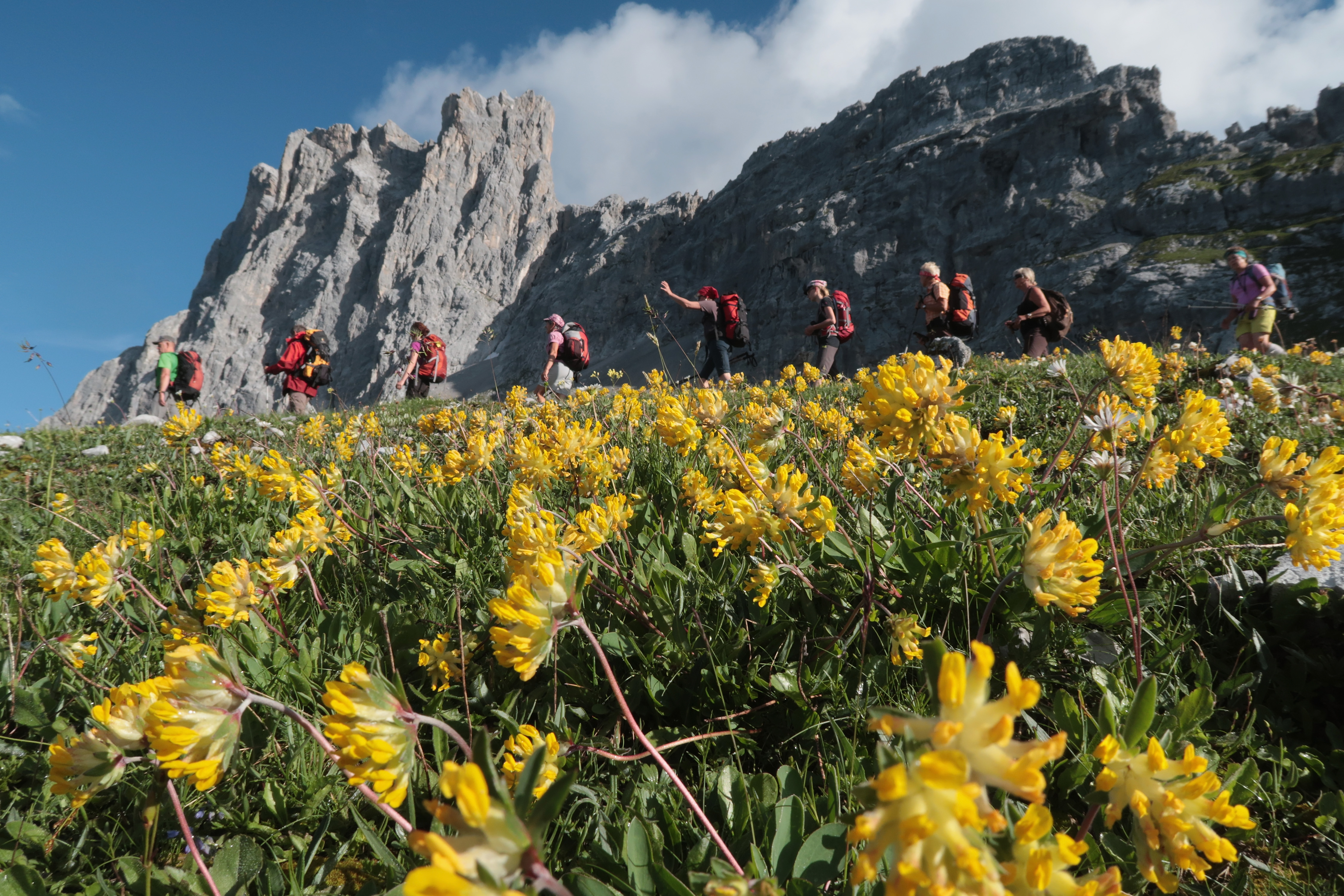 ST. ANTOENIEN, SWITZERLAND - AUGUST 04: Visitors hiking along the southern Raetikon Hoehenweg trail walk past a meadow of yellow wildflowers in the Raetikon mountain range on August 4, 2016 near St. Antoenien, Switzerland. The Raetikon mountains, part of the Central Eastern Alps, straddle the borders between Liechtenstein, Switzerland and Austria in a region where a break-away African tectonic plate has clashed with European sheets, resulting in a rich geology that fosters a wide variety of wildflowers. The mountains, with their Sulzfluh and Schesaplana peaks, are also a popular destination for hikers and climbers.  (Photo by Sean Gallup/Getty Images)