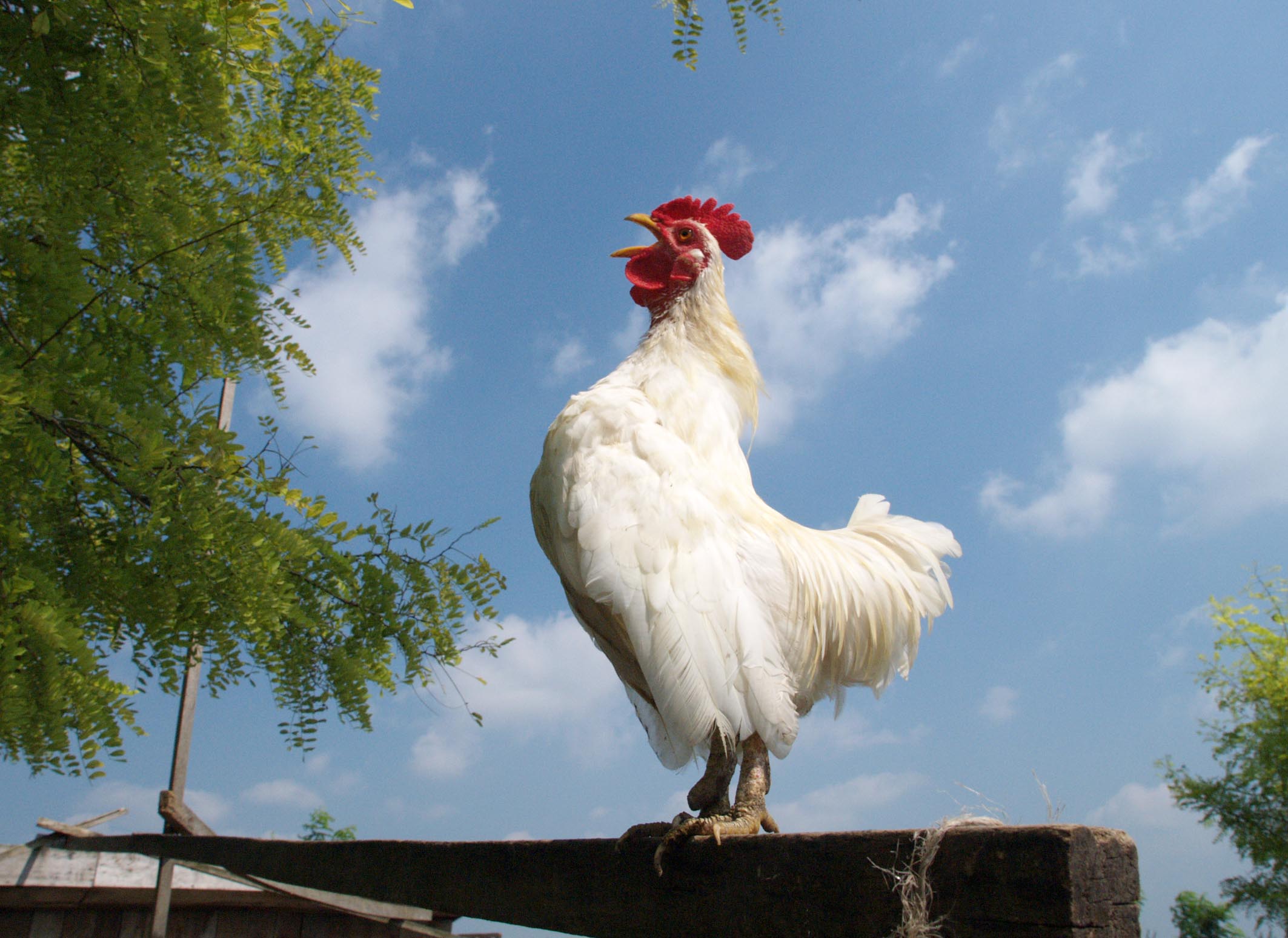 Tame heaven in the plains: Vojvodina is not territory, Vojvodina is mentality - Diplomacy&Commerce